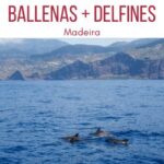 Avistamiento de ballenas Madeira delfines