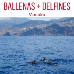 Avistamiento de ballenas Madeira delfines