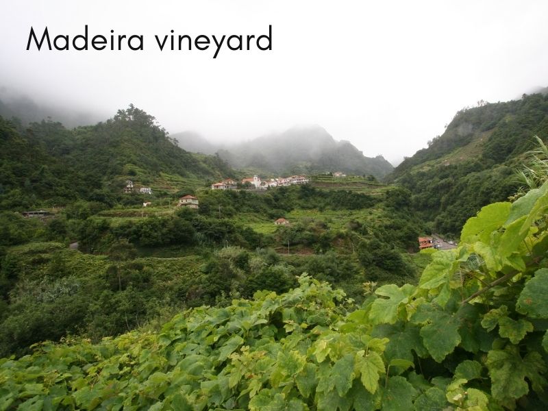 Tour de vinos de Madeira