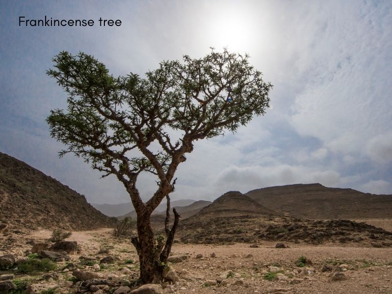 Árbol de Frankincense en Salalah, Omán