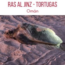 Ras al Jinz Oman reserva tortugas
