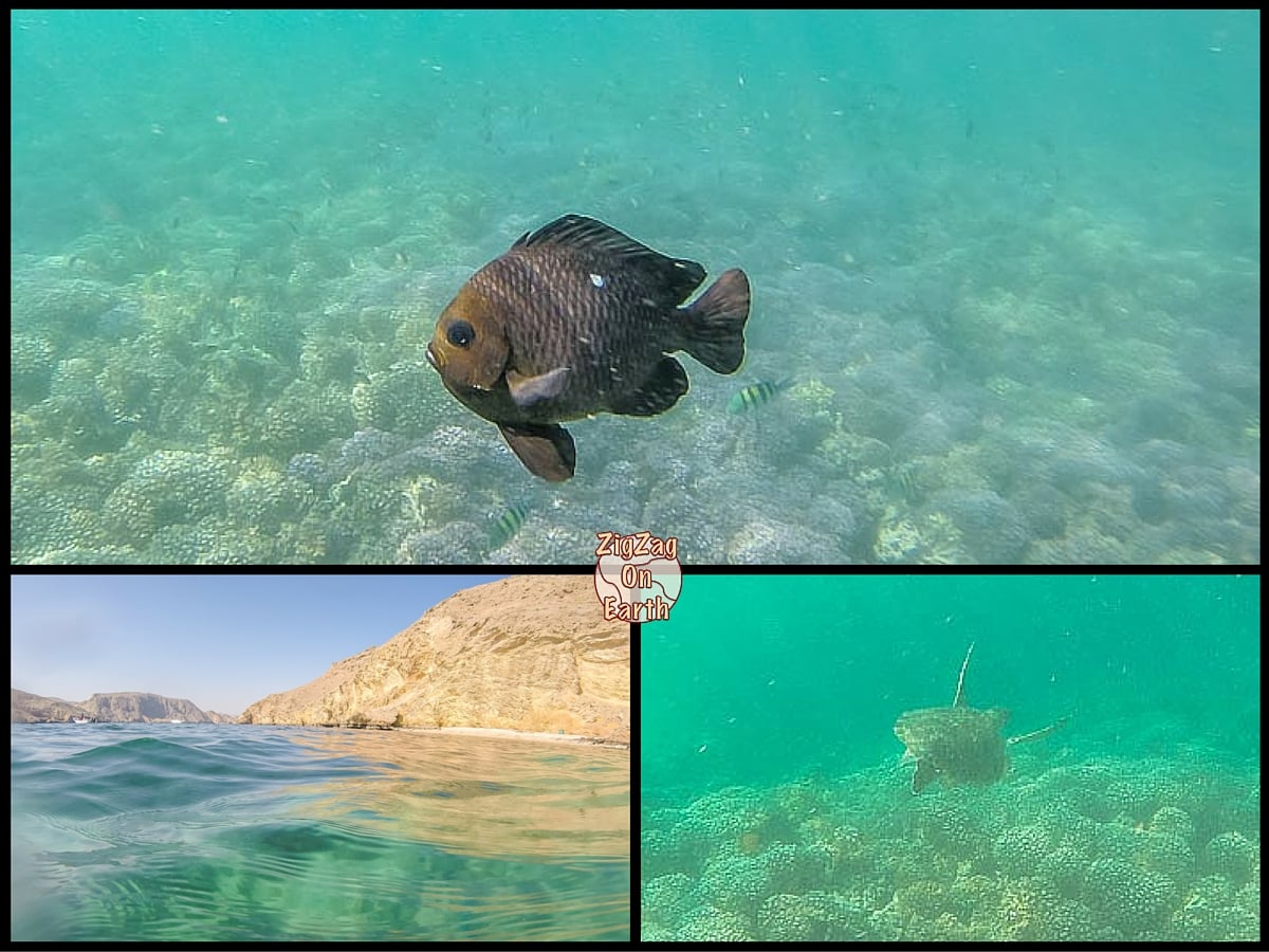 Qué ver y hacer en Omán - buceo o snorkel